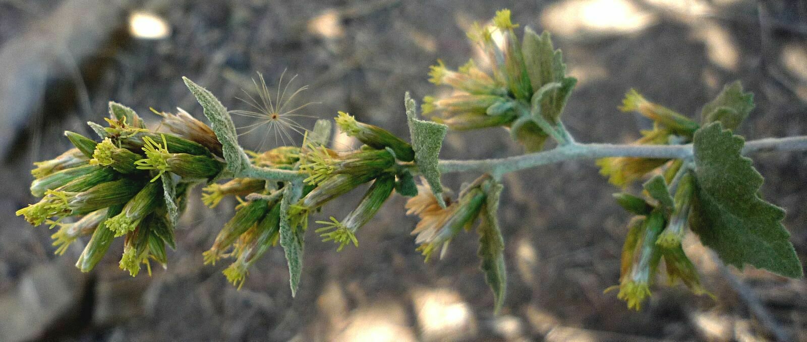 High Resolution Brickellia californica Flower